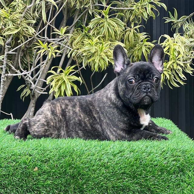 Onnyx - French Bulldog Male