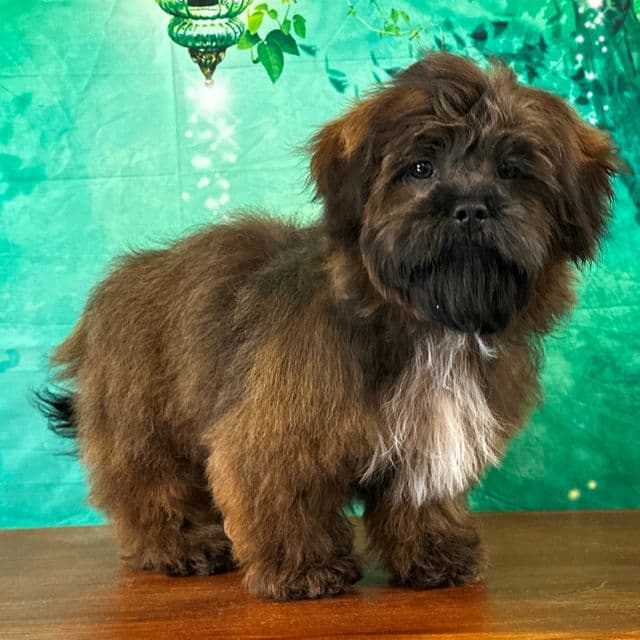 Oscar - Shichon Male