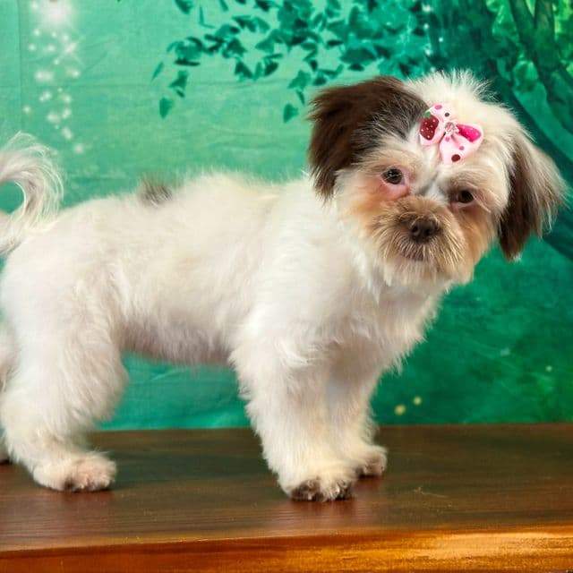 Skye - Shichon Female