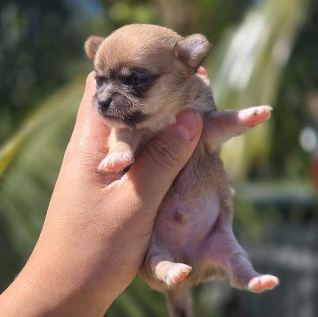 Bean - Chihuahua Male