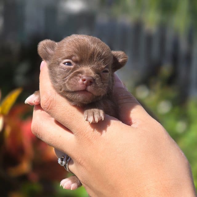 Benny  - Chihuahua Male