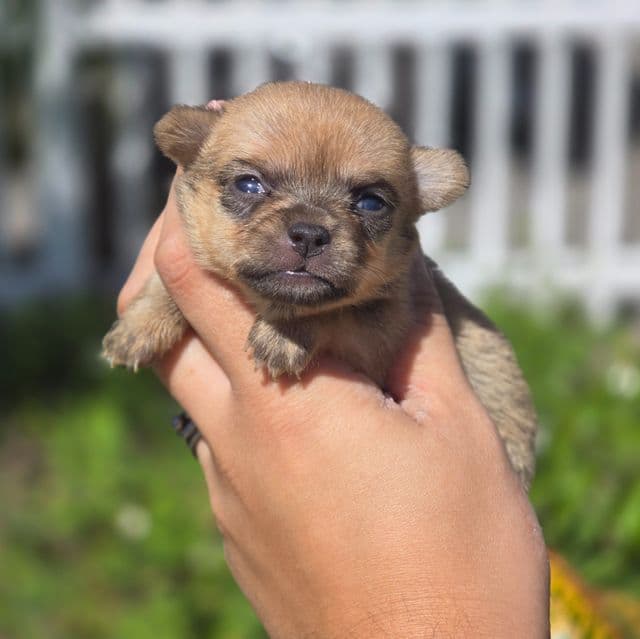 Peanut  - Chihuahua Female