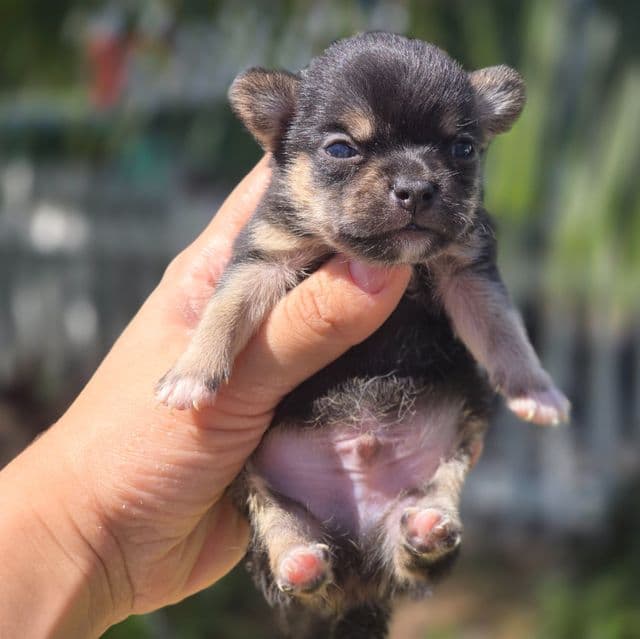 Rocky - Chihuahua Male