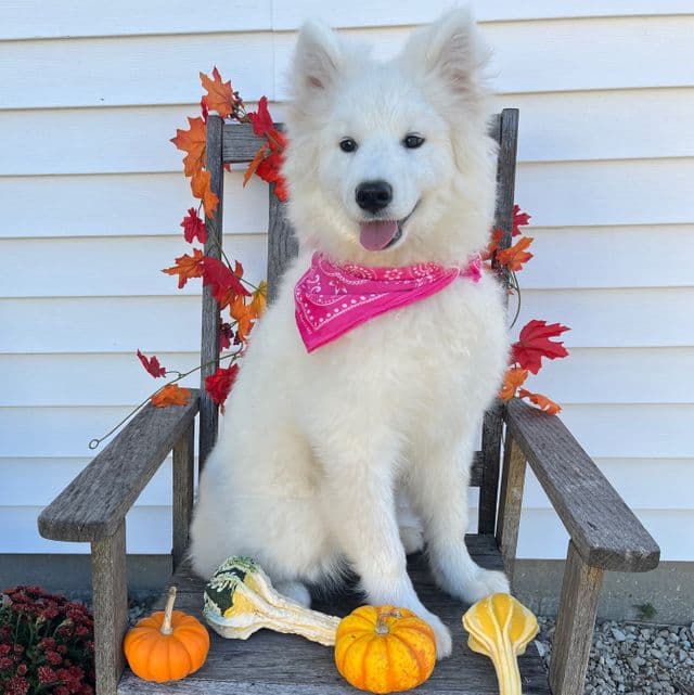 Bonnie - Samoyed Female
