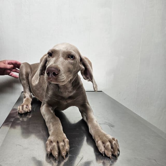 Winkie - Weimaraner Male