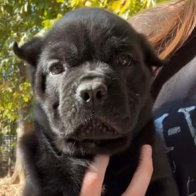 Orange Collar - Cane Corso Female
