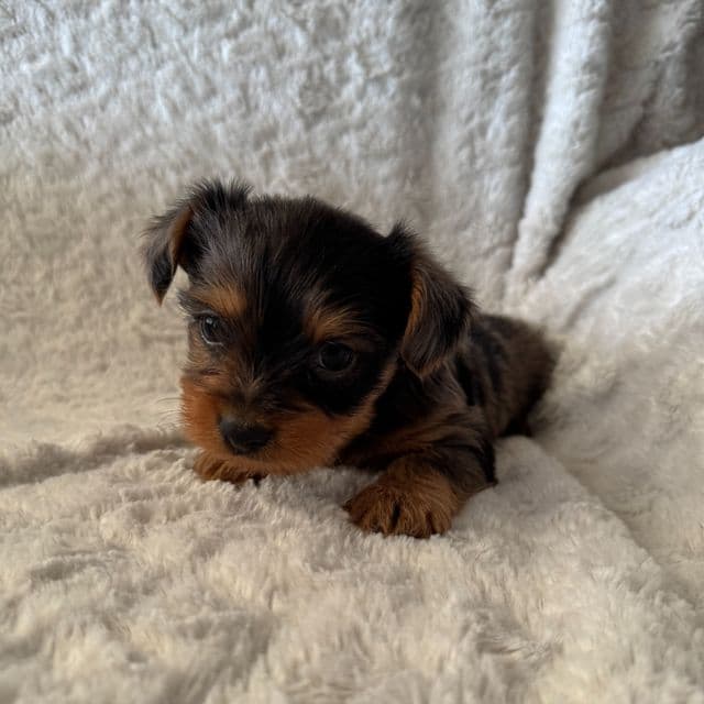 Mahomes - Yorkshire Terrier Male