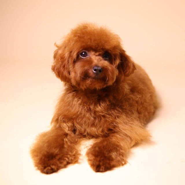 MACHO - Toy Poodle Male