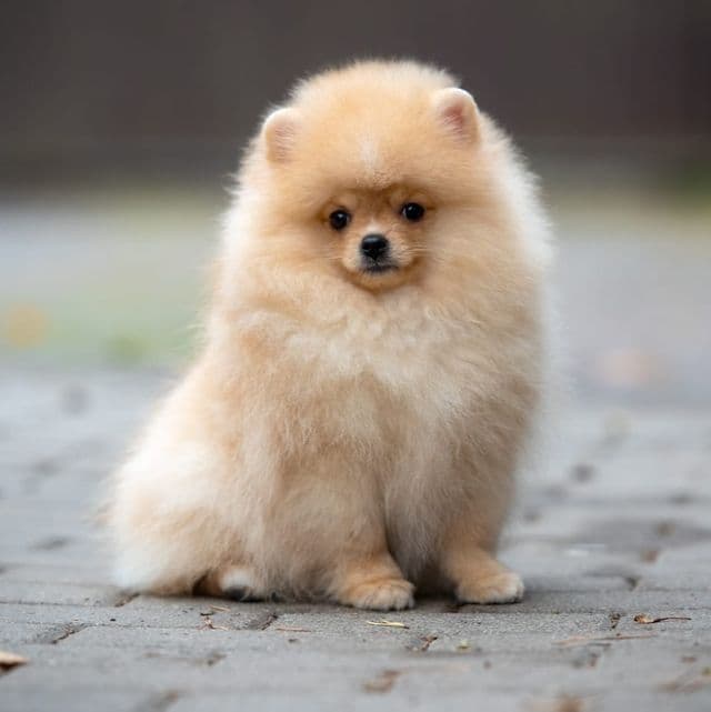 Sugar - Pomeranian Female