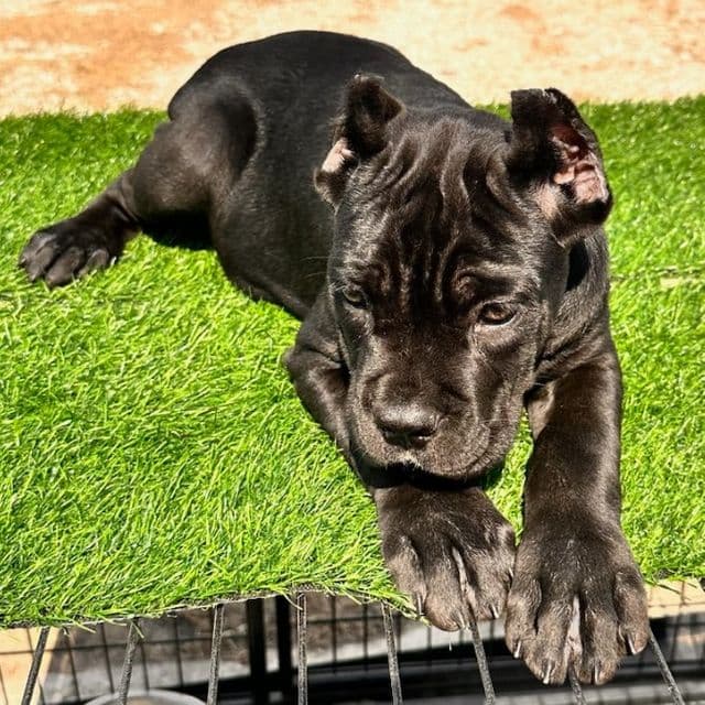 Dark Green Collar - Cane Corso Female