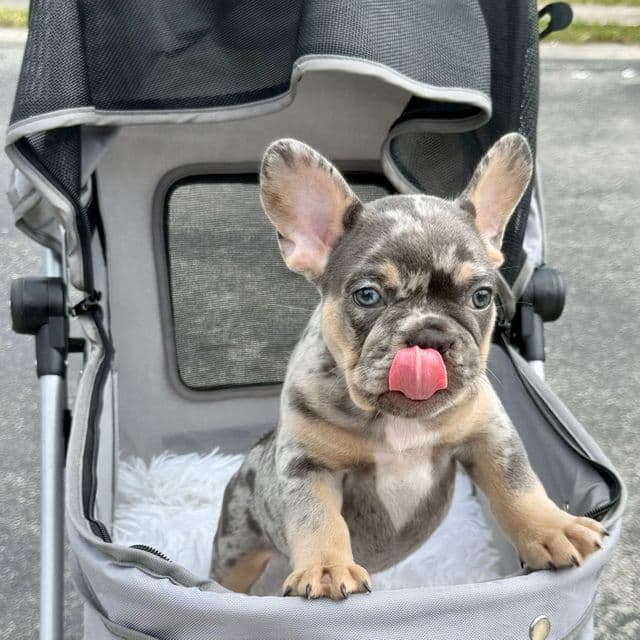 Six - French Bulldog Male
