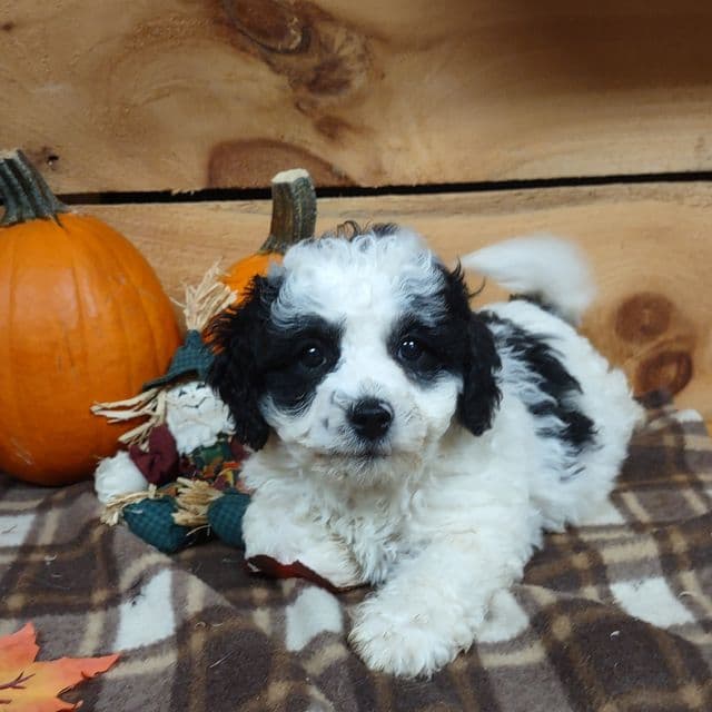 Oreo - Cockapoo Male