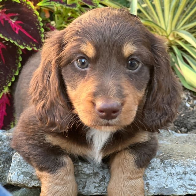 Finn - Dachshund Male