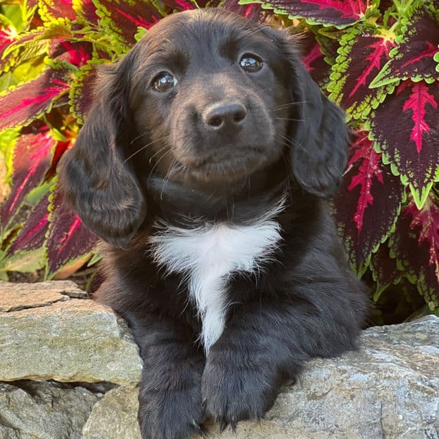Filip - Dachshund Male