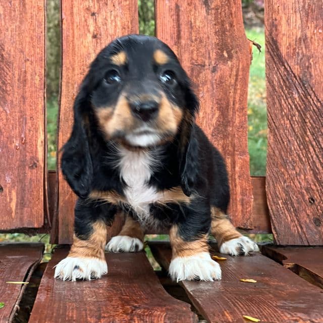 Savannah - Dachshund Female