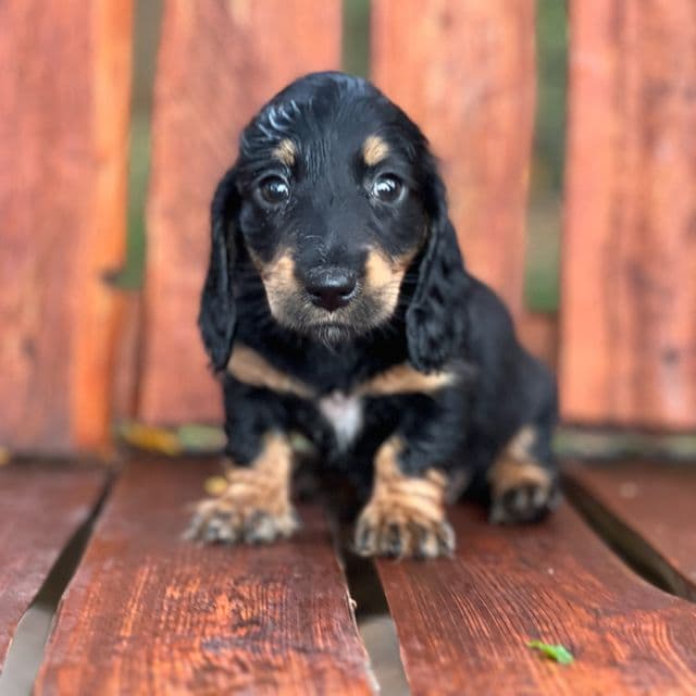 Sarah - Dachshund Female