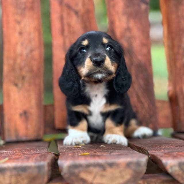 Snoopy - Dachshund Male