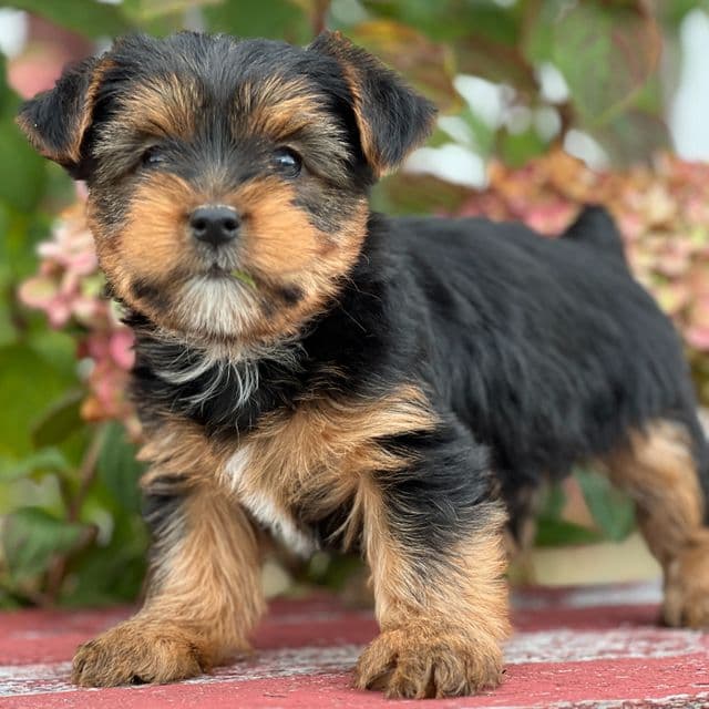Spunky - Yorkshire Terrier Male