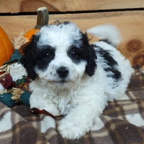 Oreo - Cockapoo Male