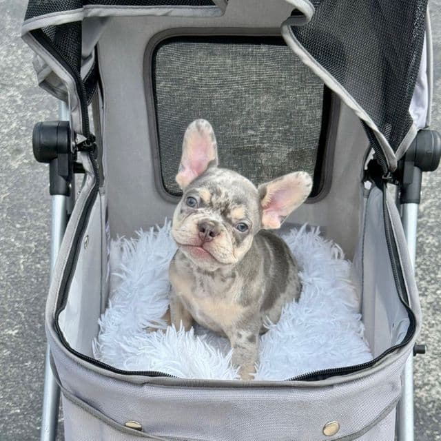 Seven - French Bulldog Male