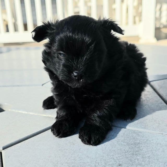 Raven - Pomapoo Female