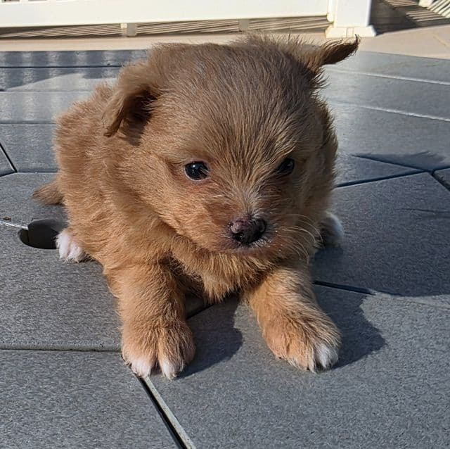 Clyde - Pomapoo Male