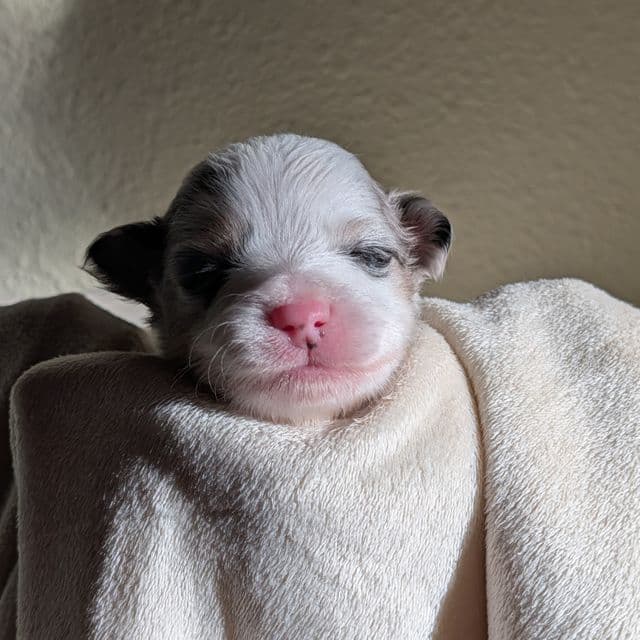 Dasher - Aussiepom Male