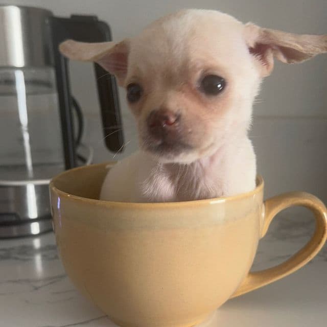 Mini dory charting 2-3 lb approx - Chihuahua Female
