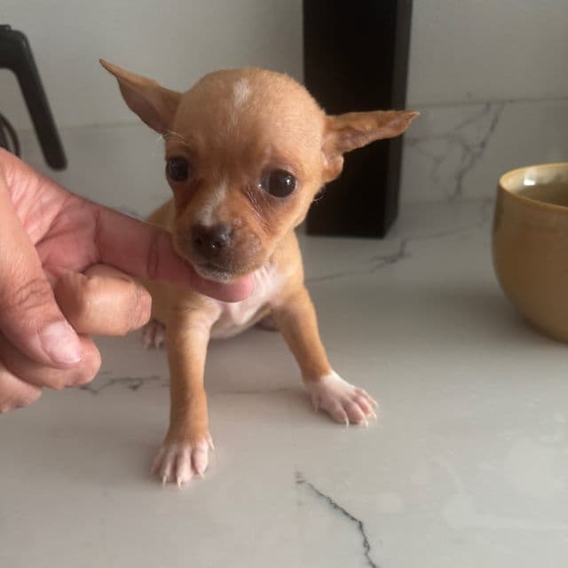 Mini Taco Bell 3-4 lb approx - Chihuahua Male