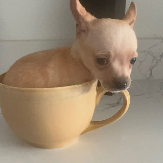 Bingo charting 4-5 lb approx - Chihuahua Male