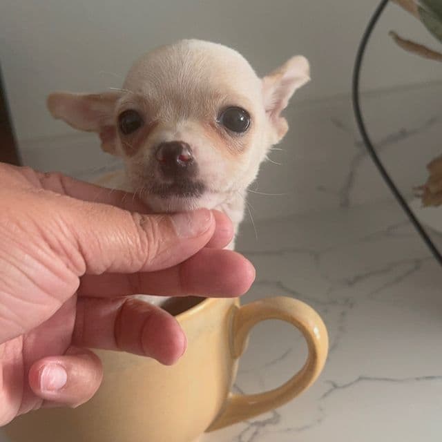 Mini max charting 3-4 lb - Chihuahua Male