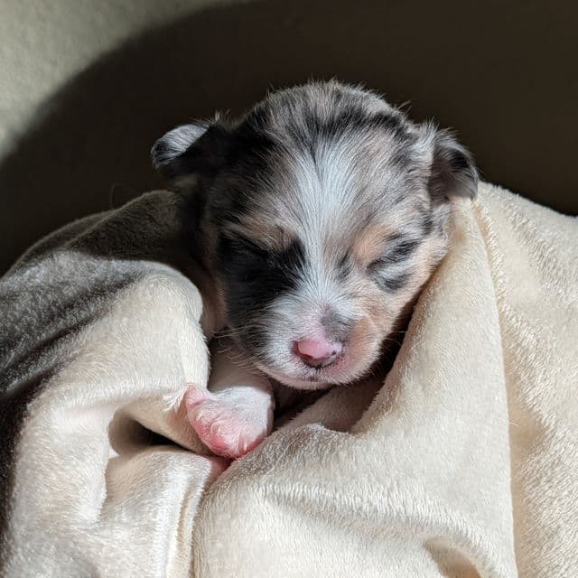 Ellfie - Aussiepom Female