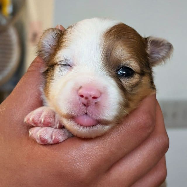 Gingerbread - Aussiepom Female