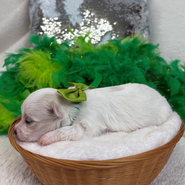 Daisy Green Boy - Maltipoo Male