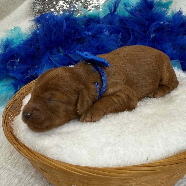 Jessie's Blue Boy - Cavapoo Male