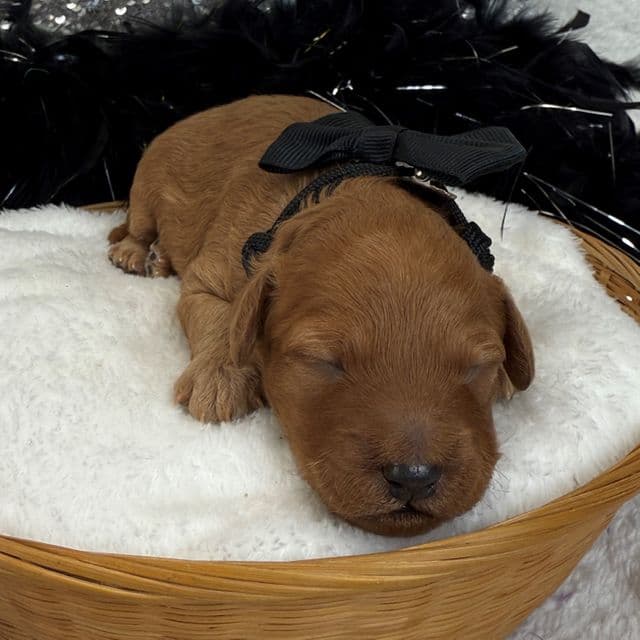 Jessie's Black Boy - Cavapoo Male