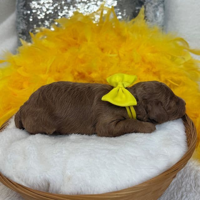 Jessie Yellow Boy - Cavapoo Male