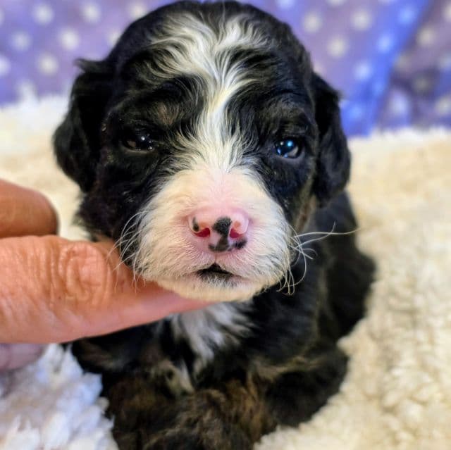 Pepper - Bernedoodle Male