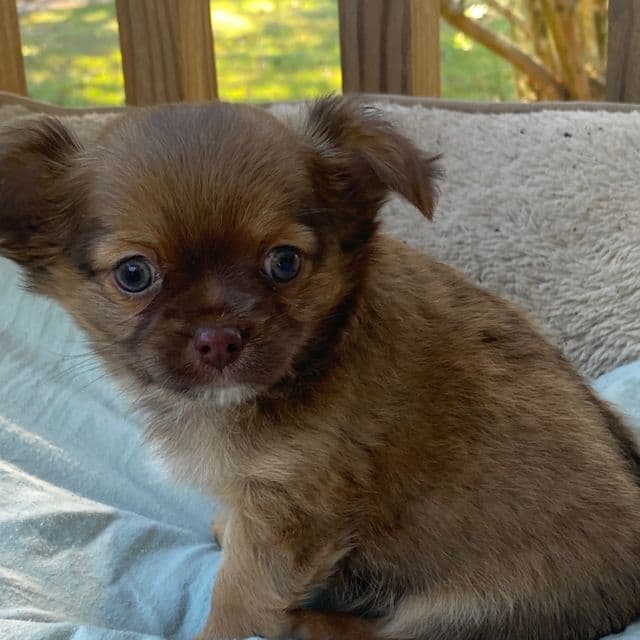 Wayne - Chihuahua Male