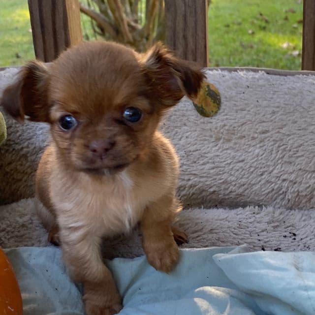 Kayla - Chihuahua Female