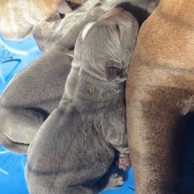 Girl #1 - American Bully Female