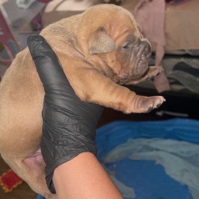 Girl #2 - American Bully Female