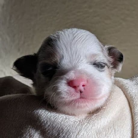 Dasher - Aussiepom Male