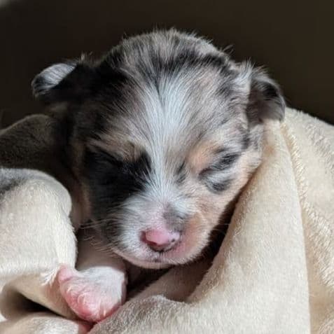 Ellfie - Aussiepom Female