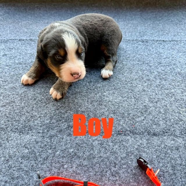 Orange Boy - Bernese Mountain Dog Male