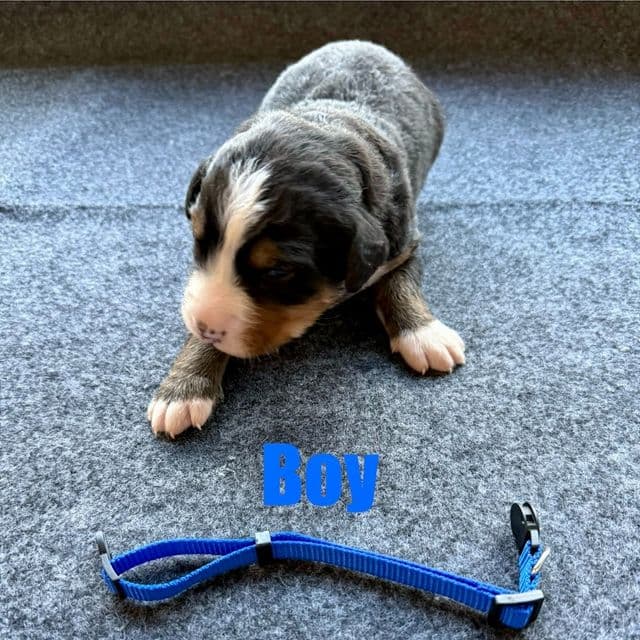 Blue Boy - Bernese Mountain Dog Male