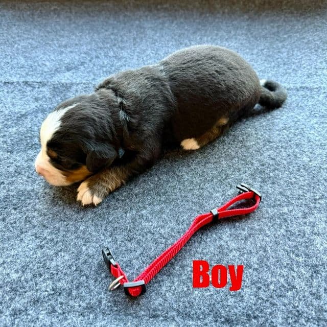 Red Boy - Bernese Mountain Dog Male
