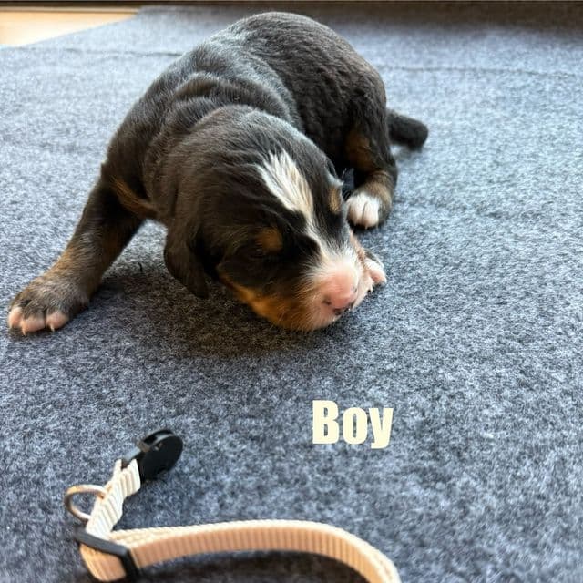 Tan Boy - Bernese Mountain Dog Male