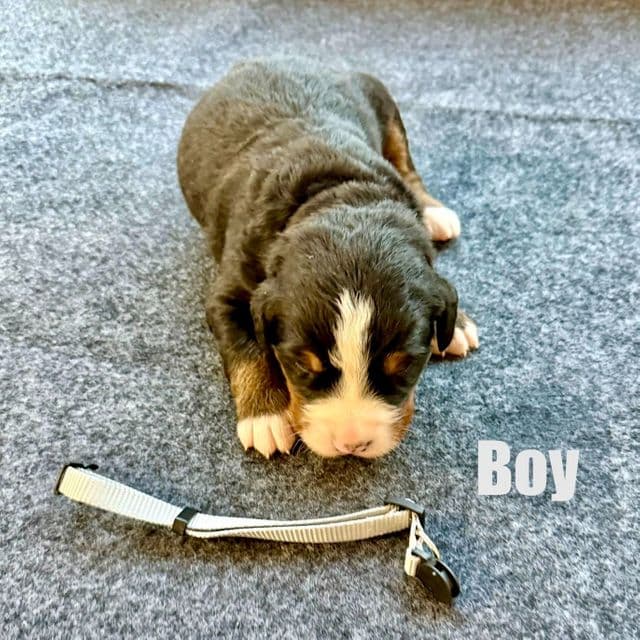 Gray Boy - Bernese Mountain Dog Male