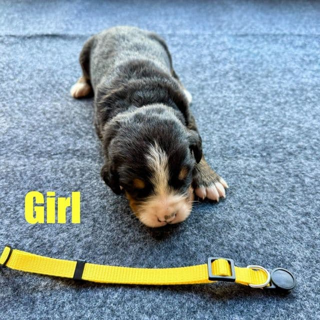 Yellow Girl - Bernese Mountain Dog Female